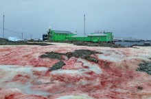 Откуда в Антарктиде взялся кровавый снег со сладковатым ароматом