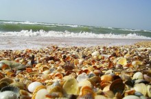 Почему не рекомендуется отдыхать на ракушечном морском пляже