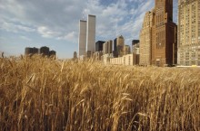 Откуда в 80-х годах в центре элитного Манхэттена взялось самое настоящее пшеничное поле