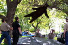 Падающие мишки: откуда на улицах США взялись «летающие» медведи