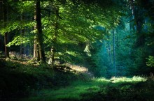 Баллиболи: мистический лес в Ирландии
