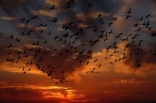 Упавшие птицы на мостовых Рима: из-за чего в новогоднюю ночь в Италии разбились сотни птиц