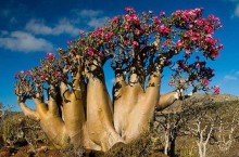 Сокотра — райский остров с уникальными растениями, которых больше нигде нет