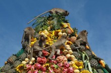 Хочешь покормить обезьян, езжай в Таиланд: как проходит необычный фестиваль