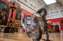Множество кошек Эрмитажа и бесплатные кафе: что о России пишут в иностранных путеводителях