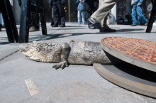 Правда ли, что в метро Нью-Йорка водятся большие крокодилы