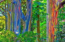Радужный эвкалипт: как выглядит самое красочное дерево в мире, способное менять цвет своей коры