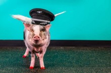 Зачем в США на работу в аэропорт приняли свинью