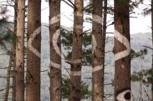 Веселый лес долины Ома – композиции, созданные прямо на деревьях