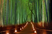 Невероятный бамбуковый лес Сагано – лес, умеющий петь