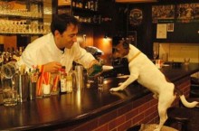 В какой стране собакам можно заходить в бары, а людям работать до обеда и изливать душу незнакомцам