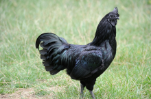 Где живут «мистические» черные курицы, и какие мифы про них рассказывают