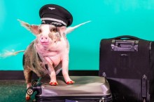 Как и зачем в аэропорту Нидерландов стали «работать» свиньи