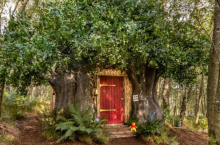 В лесу Великобритании появился домик Винни-Пуха, который можно арендовать с ночевкой