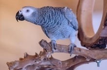 Смеются и матерятся: как попугаев пришлось прятать от посетителей из-за их поведения