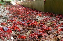 Ужасающее зрелище: полчища красных крабов на острове Рождества