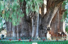 Где растет дерево Туле – самое толстое дерево в мире