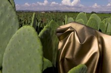 Как мексиканцы борются за экологию, создавая кожу из кактусов