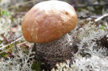 Почему северяне не любят есть грибы