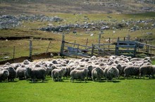 В этом государстве так любят овец, что на одного человека их приходится 350 штук