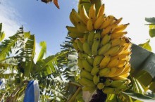 Как бананы могут помочь защитить Калифорнию от пожаров