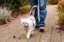 Почему в Австралии кошкам запретили свободно гулять