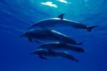 Что пьют дельфины и киты, если в море только соленая вода