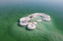 Дерево Мертвого моря: как посреди соленого водоема возник кусочек жизни