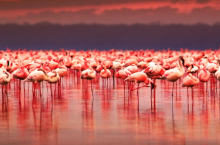 Красная вода и стаи розовых фламинго: как выглядит самое соленое озеро Турции