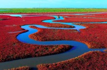 Красный пляж в Китае: как выглядит и почему он красный