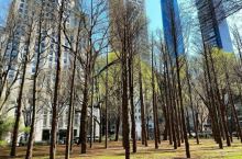 Призрачный лес: зачем на Манхэттене высадили сухие деревья