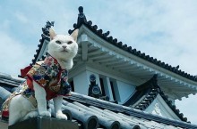 Кошачий храм Японии, где монахами являются коты