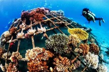 Как проходит рабочий день коралловых садоводов на Таити