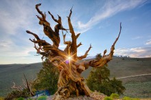 ТОП-9 старейших деревьев в мире