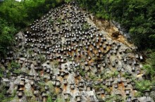 Целая стена ульев: как выглядит единственный пчелиный заповедник на скале в Китае