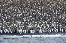 Где находится остров Маккуори, на котором несметное количество пингвинов и нет людей