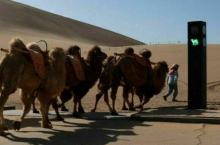 Зачем в Китае установили светофор для верблюдов