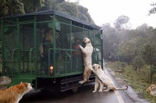 В Китае действует необычный зоопарк, где в клетках сидят люди, а животные гуляют на свободе