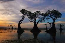 Деревья, которые умеют танцевать: потрясающая растительность острова Сумба