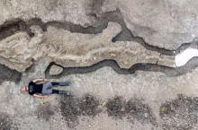 В Великобритании обнаружены останки гигантского морского ящера, чья голова была размером с пианино