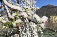 Яблони, покрытые льдом: зачем фермеры Италии покрывают свои деревья льдом
