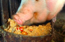 Почему иностранцы считают гречневую крупу кормом для скота