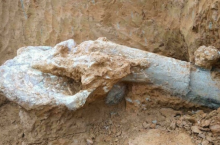 Как в Ростовской области обычный житель нашел останки древнего мамонта
