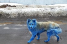 Откуда в Дзержинске взялись синие собаки, разгуливающие по улицам города