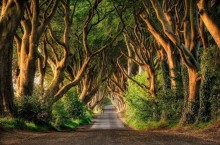 Завораживающая буковая аллея Дарк Хэджес в графстве Антрим в Ирландии
