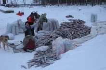 Почему раньше в некоторых российских регионах печку топили рыбой