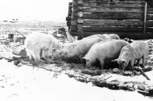 Как в Арктике свиней разводили