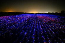 Почему лук-порей на полях Нидерландов в ночное время светится разными цветами