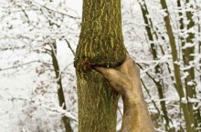 Откуда взялась бронзовая рука, сжимающая дерево уже больше 50 лет