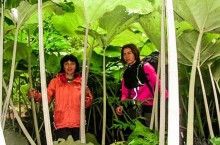 Крапива и лопух, в которых можно заблудиться: почему на Сахалине вырастают гигантские растения